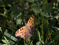 Eastern Comma 2724